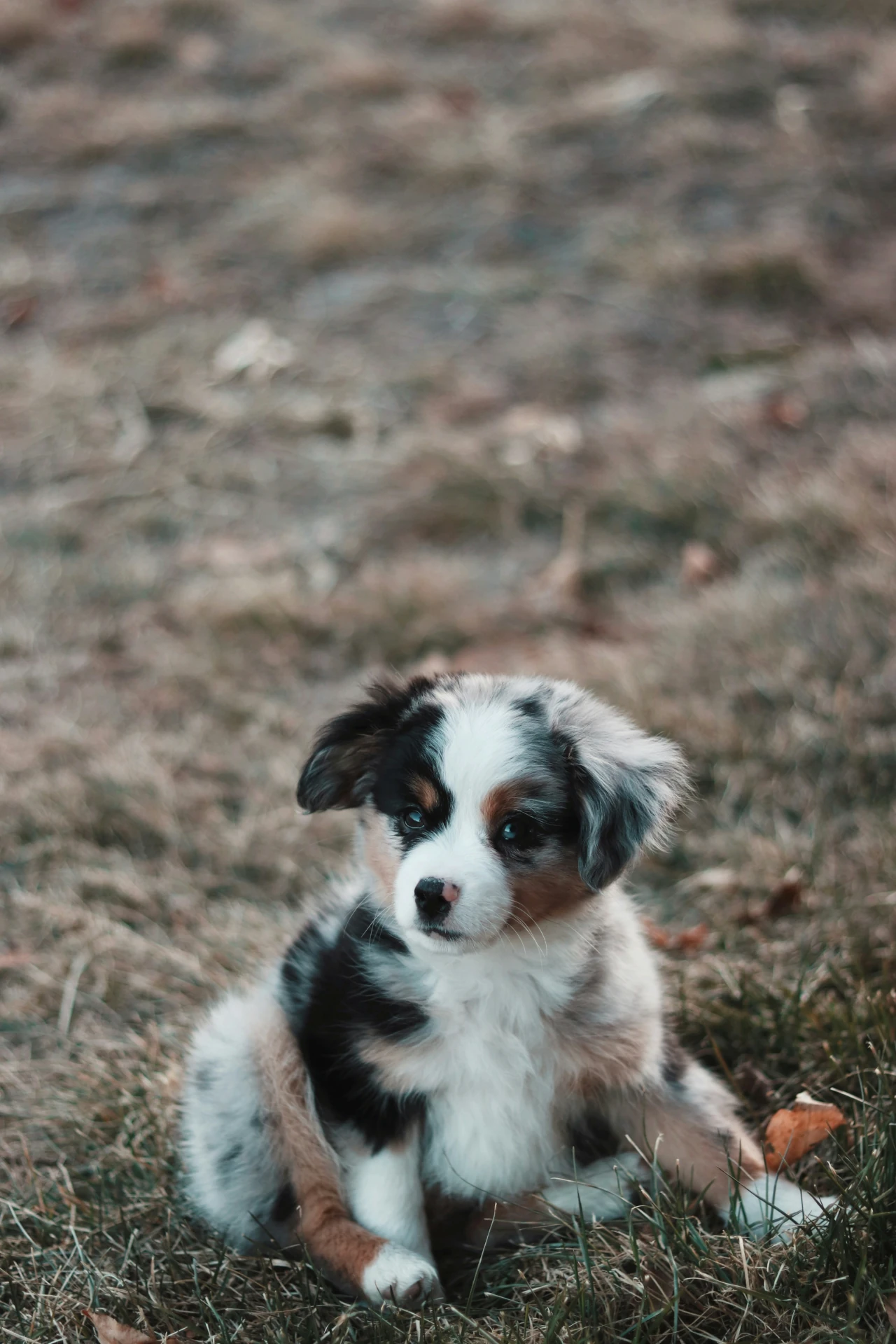 Puppy